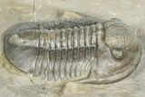 Two Unidentified Proetid Trilobites - Jorf, Morocco #362870-6